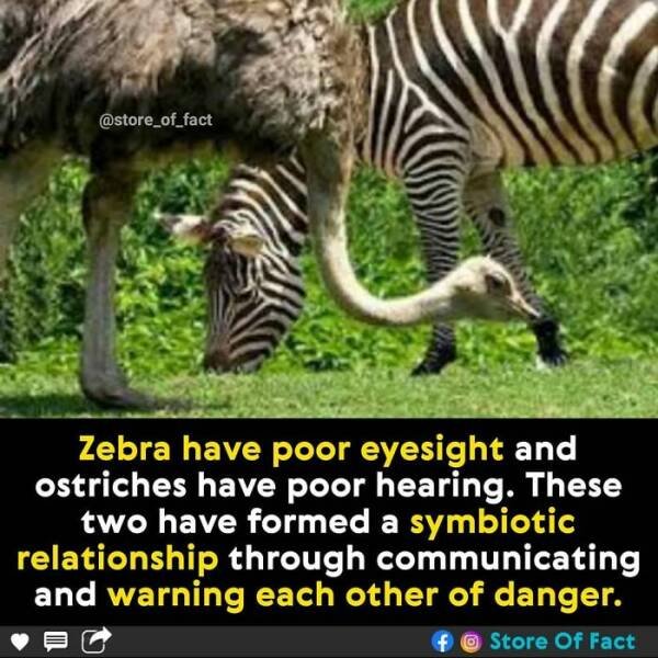 Interesting Facts (44 pics)