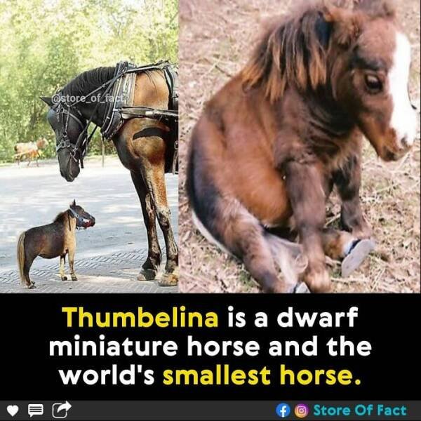 Interesting Facts (44 pics)