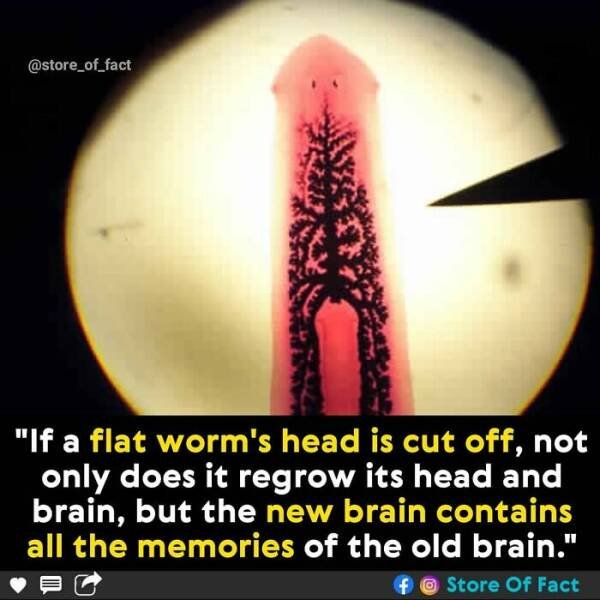 Interesting Facts (44 pics)