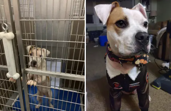 Animals Before And After Adoption (30 pics)