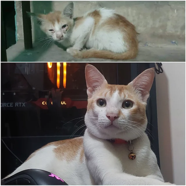 Animals Before And After Adoption (30 pics)