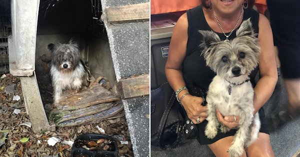 Animals Before And After Adoption (30 pics)