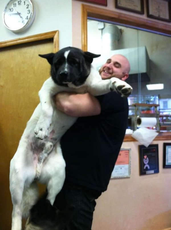 Very Big Dogs (30 pics)