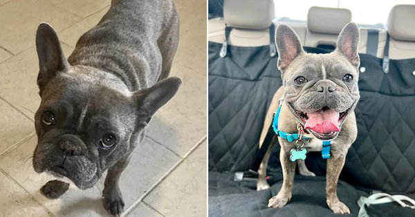 Animals Before And After Adoption (30 pics)