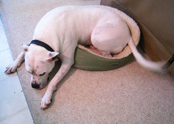 Very Big Dogs (30 pics)