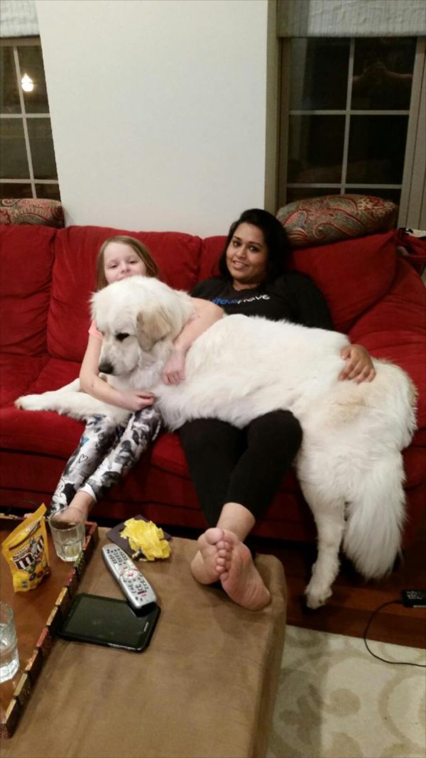 Very Big Dogs (30 pics)