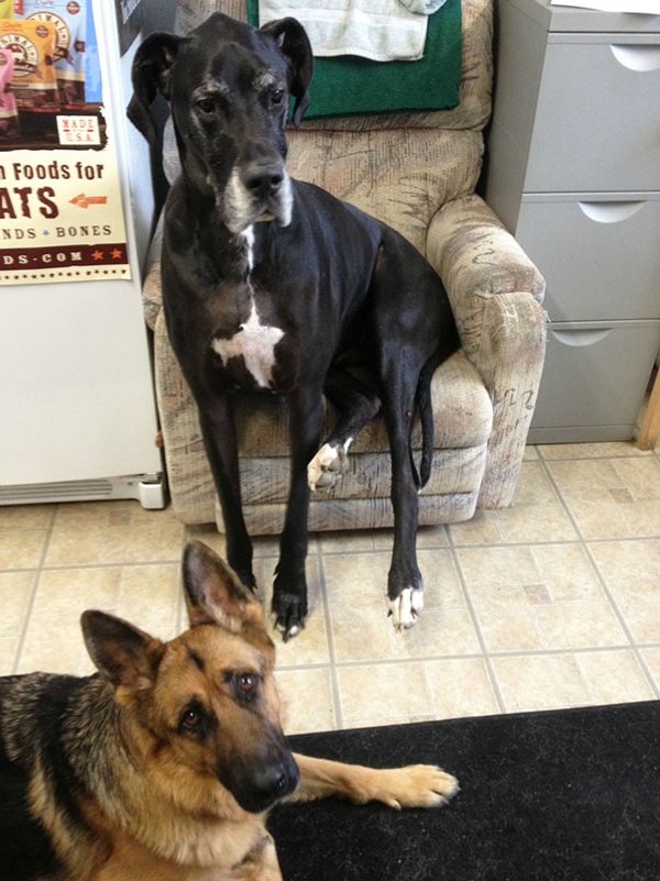 Very Big Dogs (30 pics)