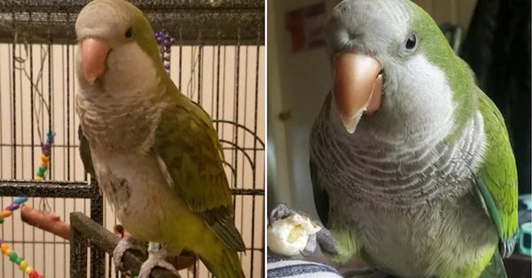 Animals Before And After Adoption (30 pics)