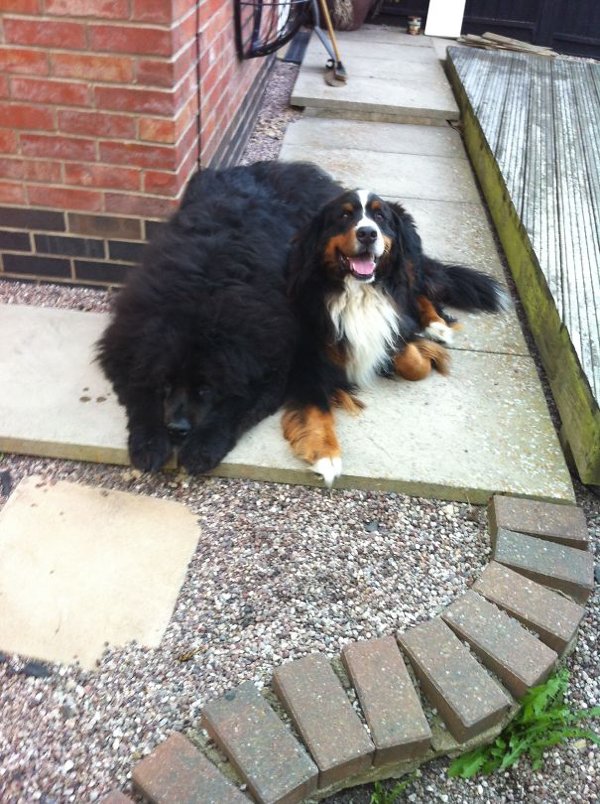 Very Big Dogs (30 pics)