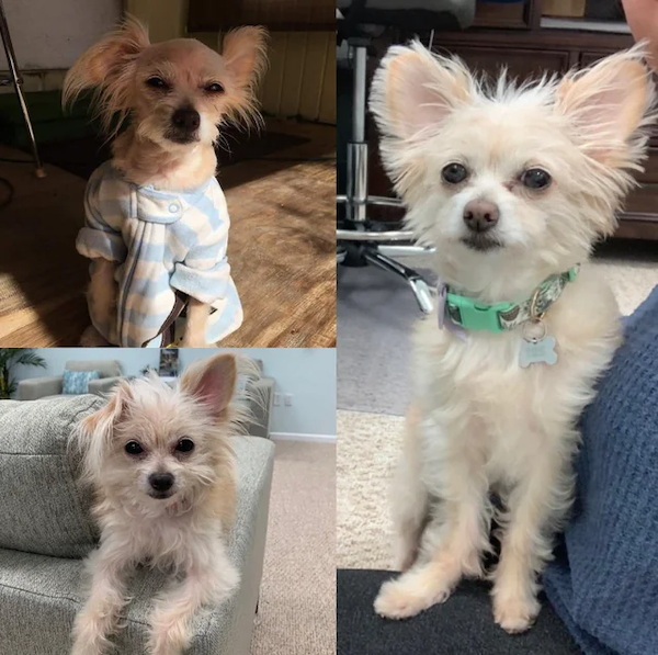 Animals Before And After Adoption (30 pics)