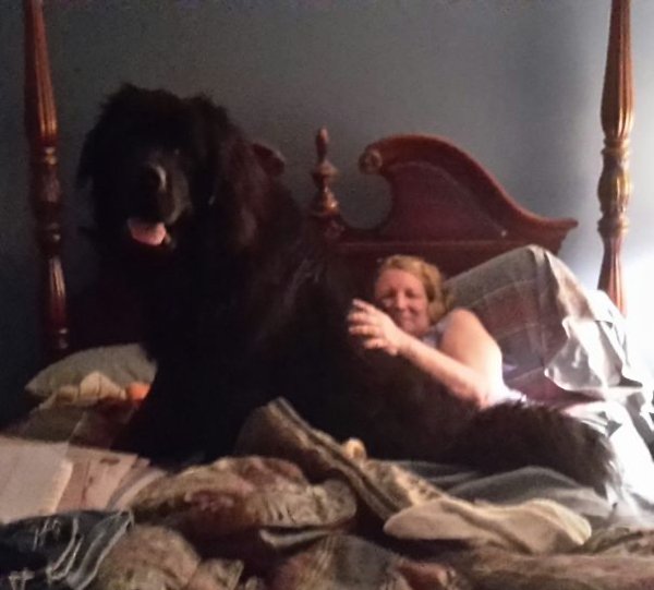 Very Big Dogs (30 pics)