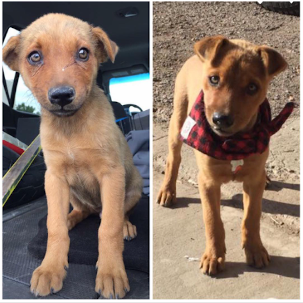 Animals Before And After Adoption (30 pics)