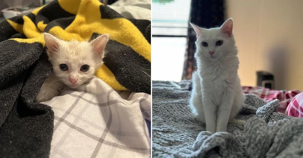 Animals Before And After Adoption (30 pics)
