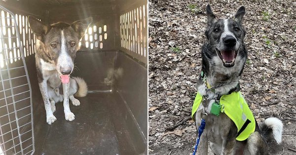 Animals Before And After Adoption (30 pics)