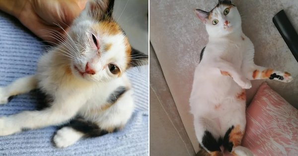 Animals Before And After Adoption (30 pics)