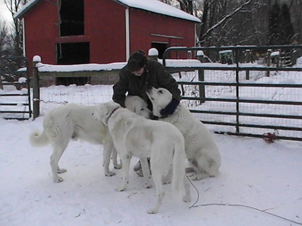 Very Big Dogs (30 pics)