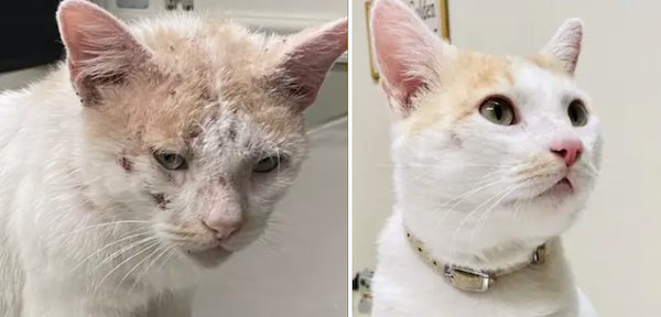 Animals Before And After Adoption (30 pics)