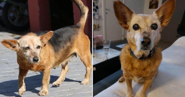 Animals Before And After Adoption (30 pics)