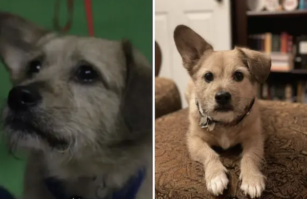 Animals Before And After Adoption (30 pics)