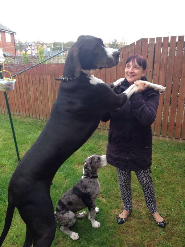 Very Big Dogs (30 pics)