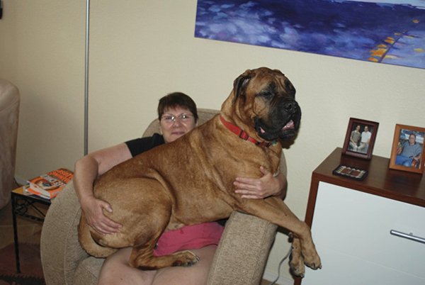 Very Big Dogs (30 pics)