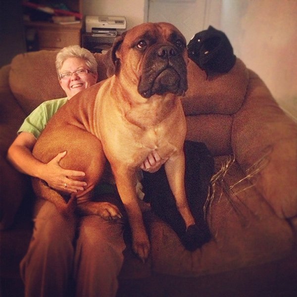 Very Big Dogs (30 pics)