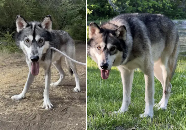 Animals Before And After Adoption (30 pics)
