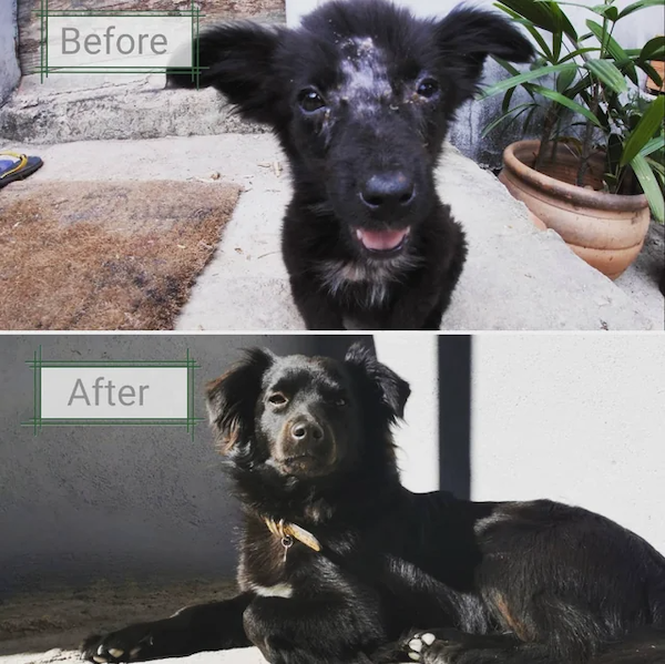 Animals Before And After Adoption (30 pics)