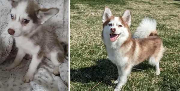 Animals Before And After Adoption (30 pics)