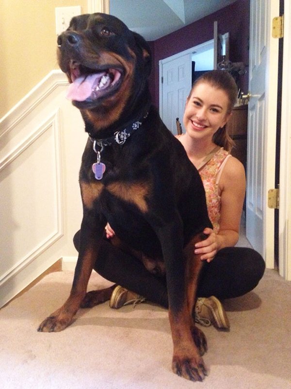 Very Big Dogs (30 pics)