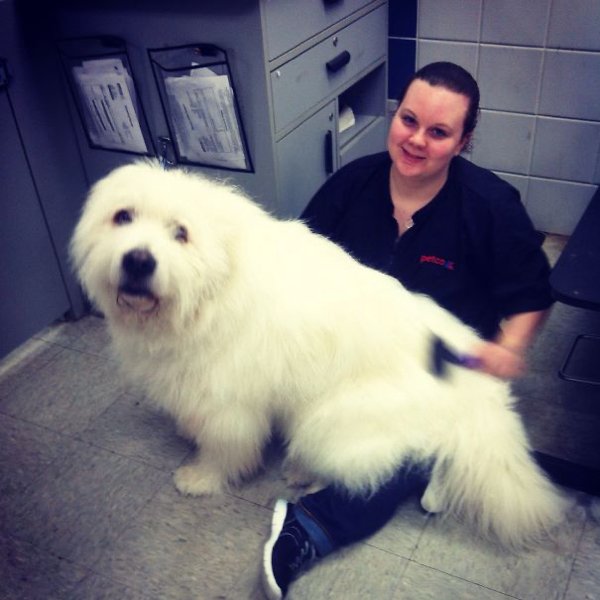 Very Big Dogs (30 pics)