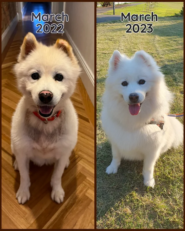 Animals Before And After Adoption (30 pics)