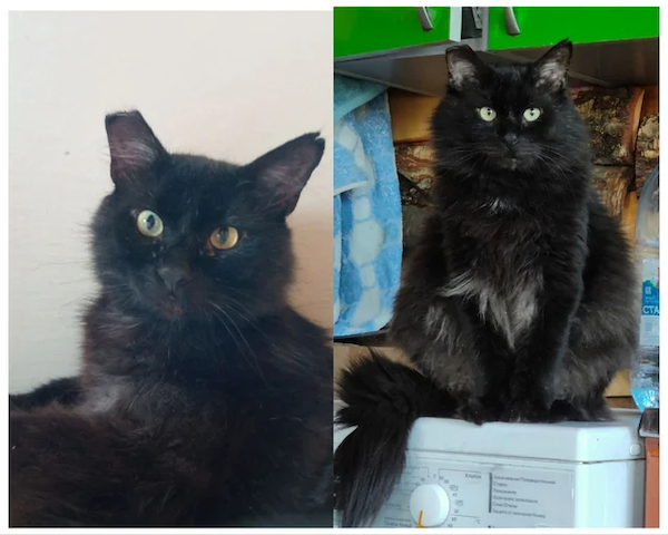 Animals Before And After Adoption (30 pics)