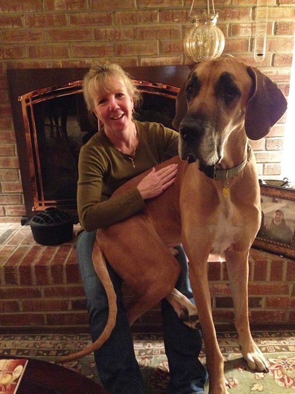 Very Big Dogs (30 pics)