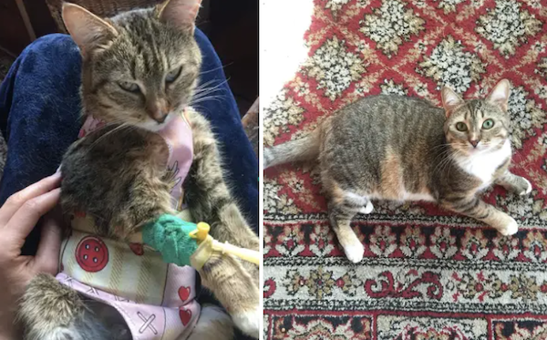 Animals Before And After Adoption (30 pics)