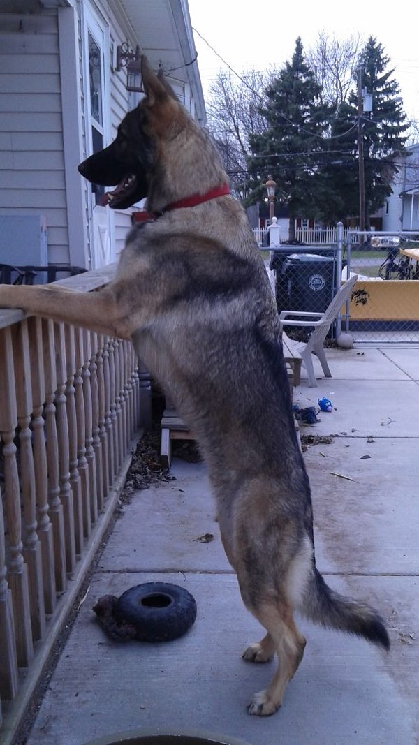 Very Big Dogs (30 pics)