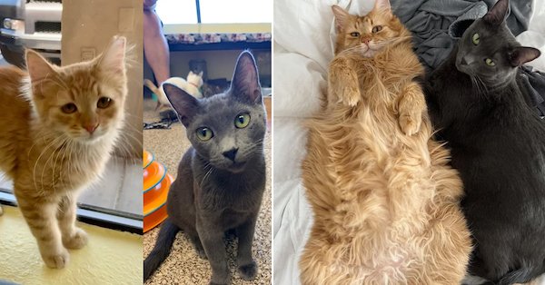 Animals Before And After Adoption (30 pics)