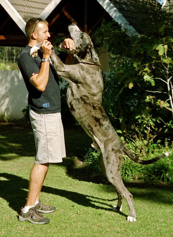 Very Big Dogs (30 pics)