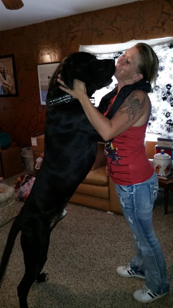 Very Big Dogs (30 pics)