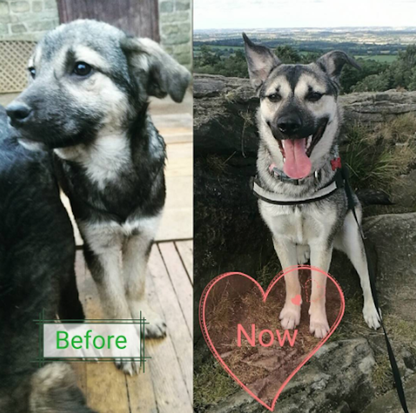 Animals Before And After Adoption (30 pics)