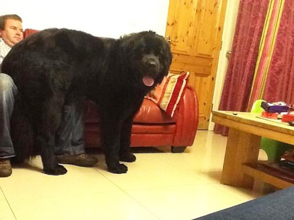 Very Big Dogs (30 pics)