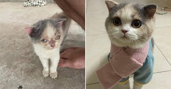 Animals Before And After Adoption (30 pics)