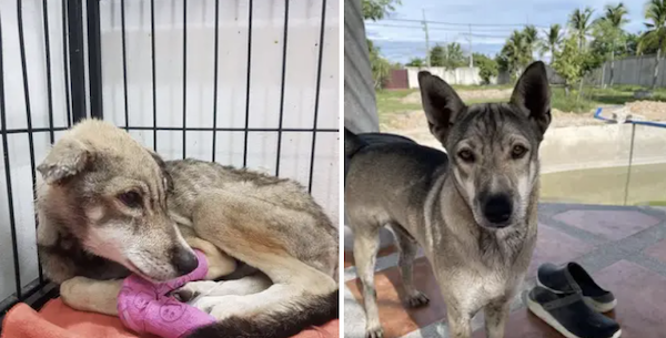 Animals Before And After Adoption (30 pics)