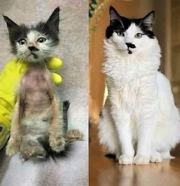 Animals Before And After Adoption (30 pics)