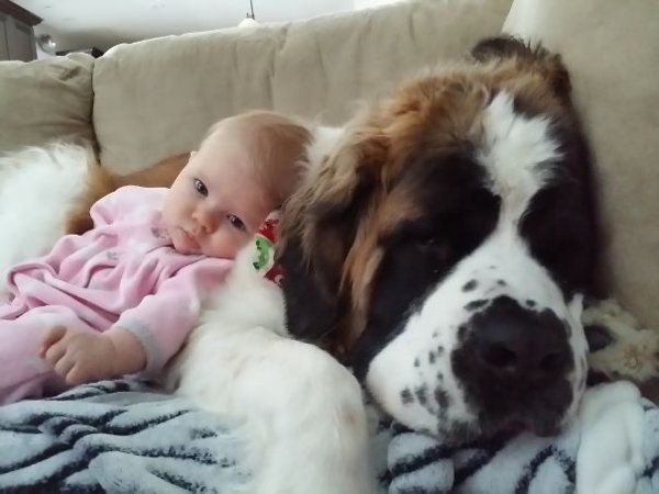 Very Big Dogs (30 pics)