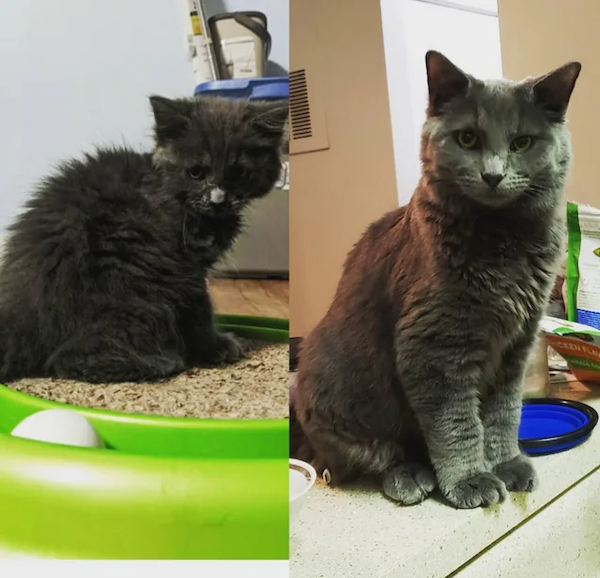 Animals Before And After Adoption (30 pics)