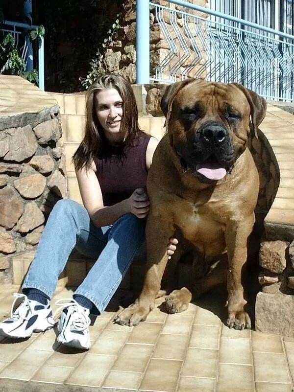 Very Big Dogs (30 pics)