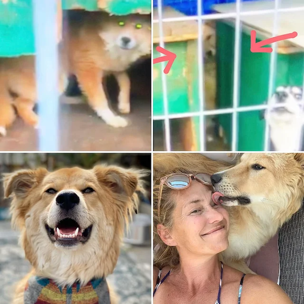 Animals Before And After Adoption (30 pics)