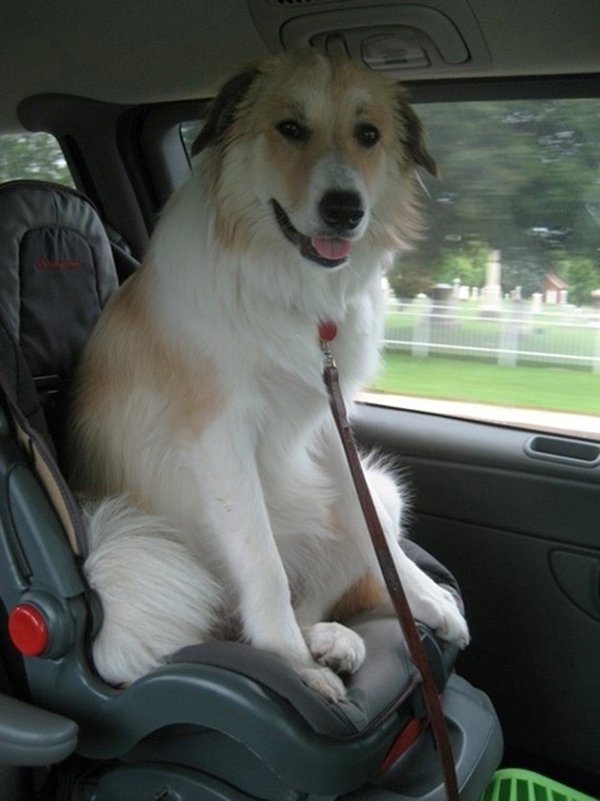 Very Big Dogs (30 pics)