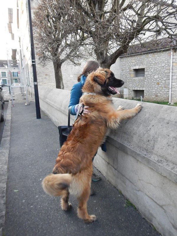 Very Big Dogs (30 pics)